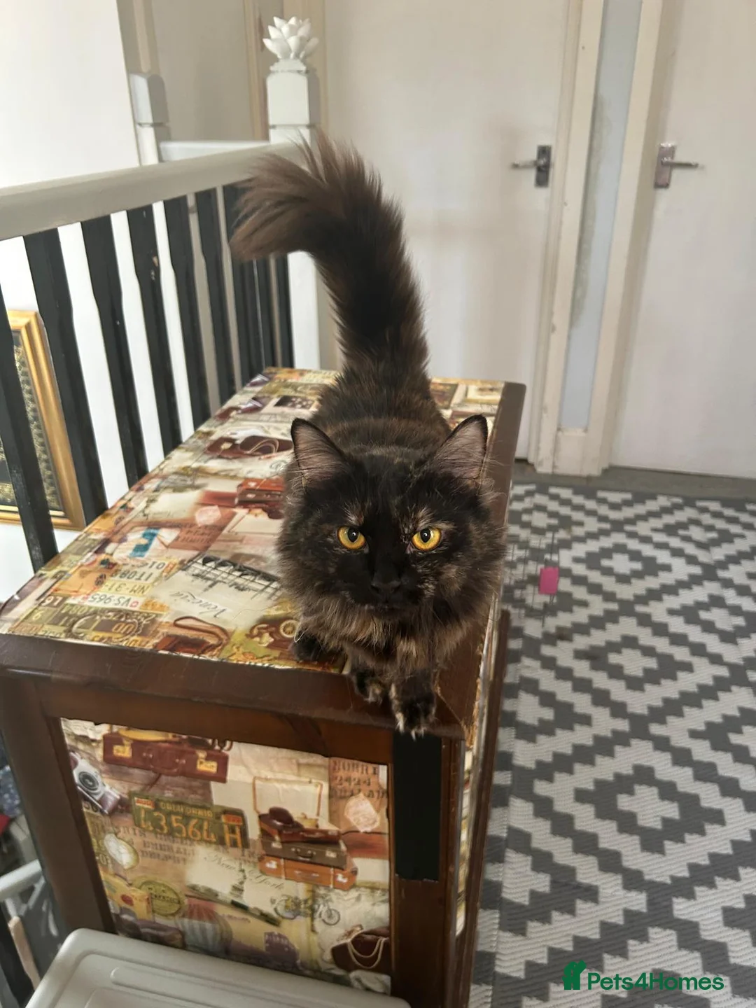 Mixed Breed cats for adoption: Fluffy Young Rescue Cat Looking for a Forever Home in Hook - Advert 2