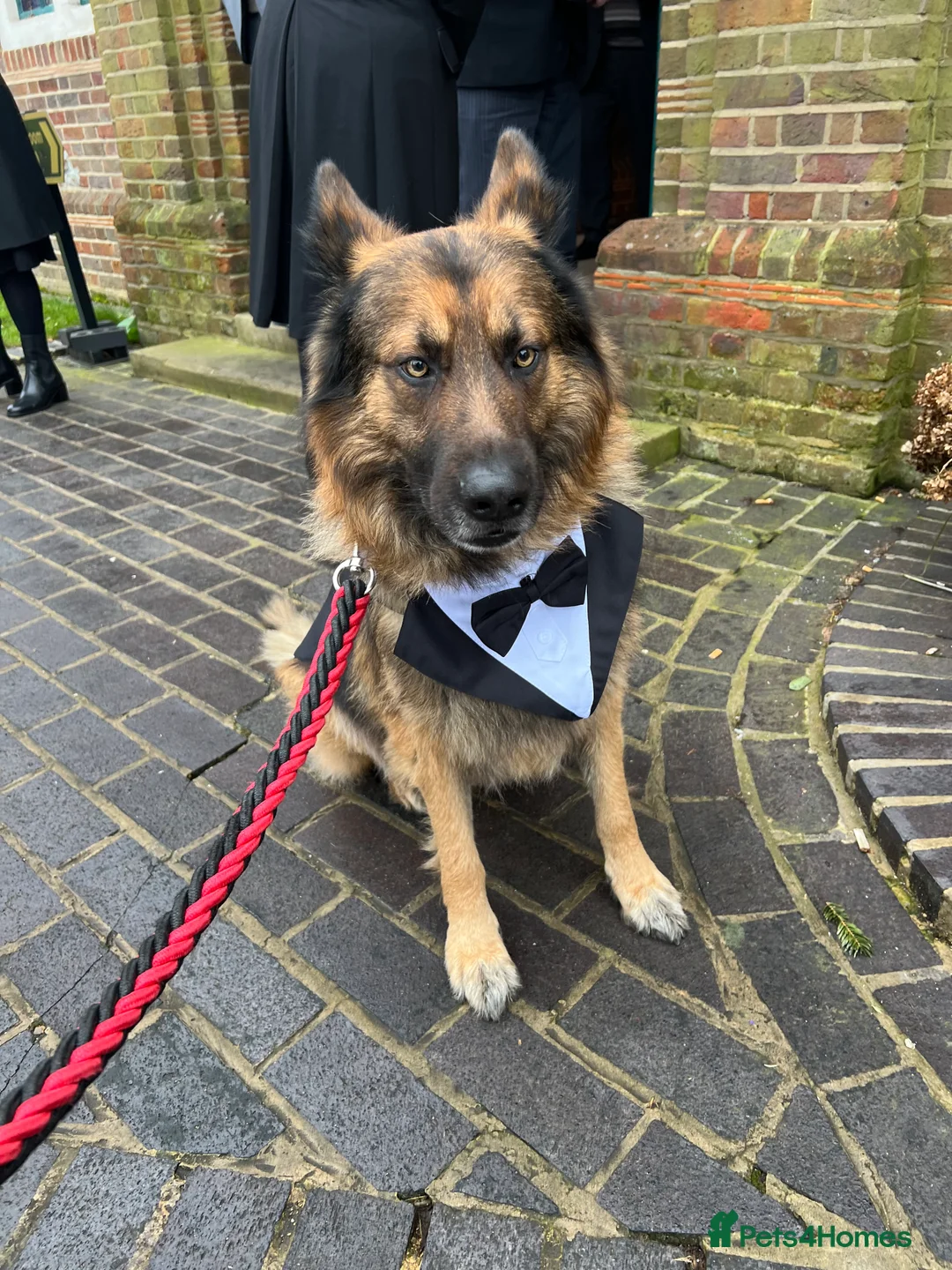 German Shepherd dogs for stud: Zeus available for Stud - Advert 3