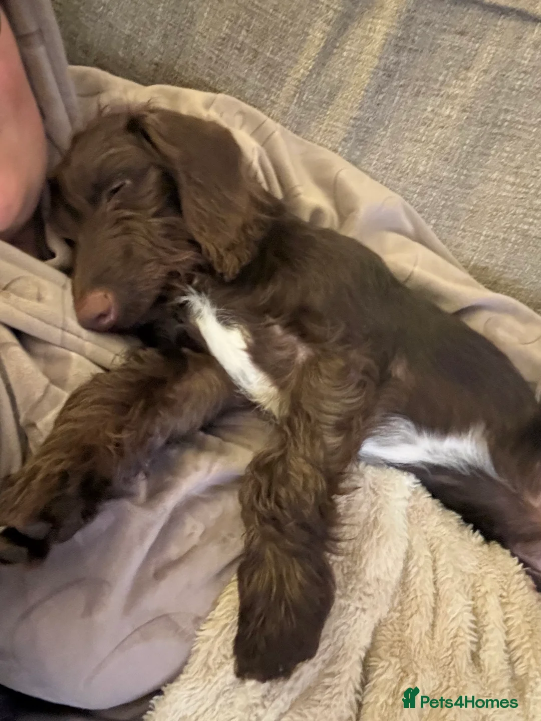 Mixed Breed dogs for sale: Cockerpoo / Dachshund for sale  - Advert 2