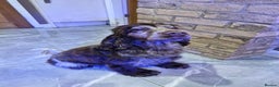 Cocker Spaniel dogs for sale: Beautiful Show Type Cocker Spaniels - Advert 3