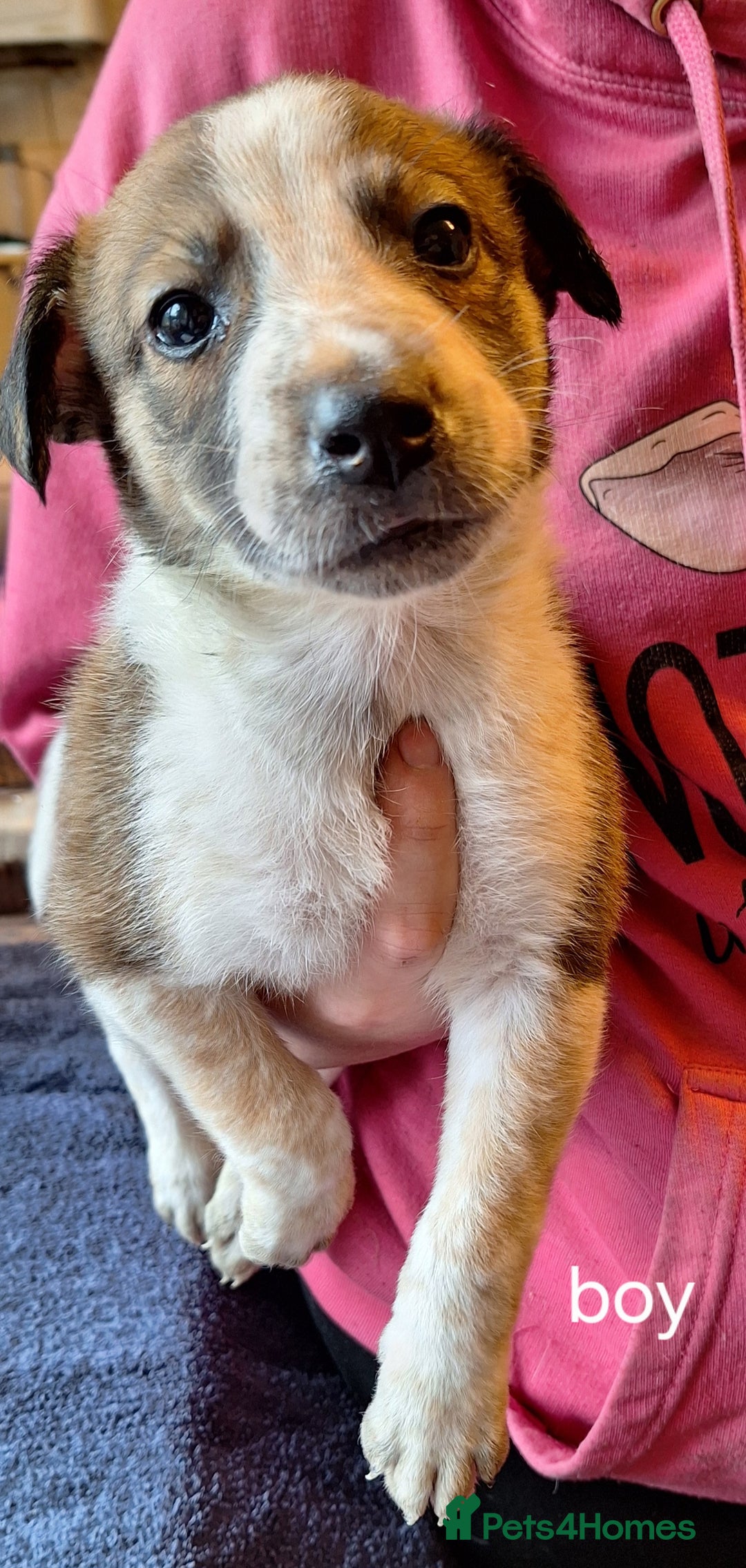 Mixed Breed dogs for sale: Puppies - Image 8
