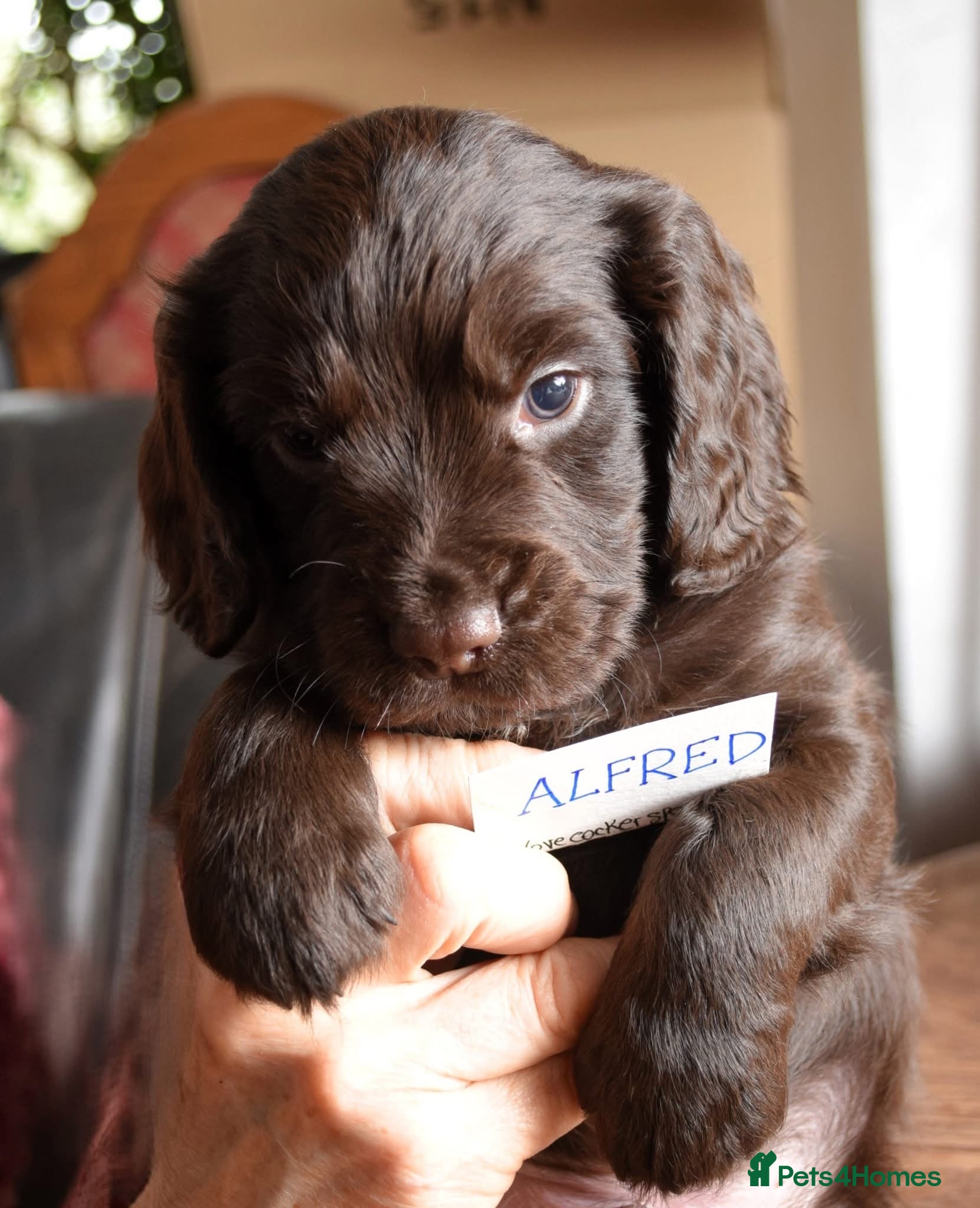 Cocker Spaniel dogs ✨Stunning Home Bred Health Clear Cocker Puppies✨ - Advert 3