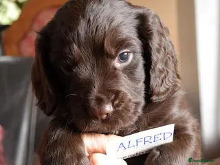 Cocker Spaniel dogs ✨Stunning Home Bred Health Clear Cocker Puppies✨ - Advert 3