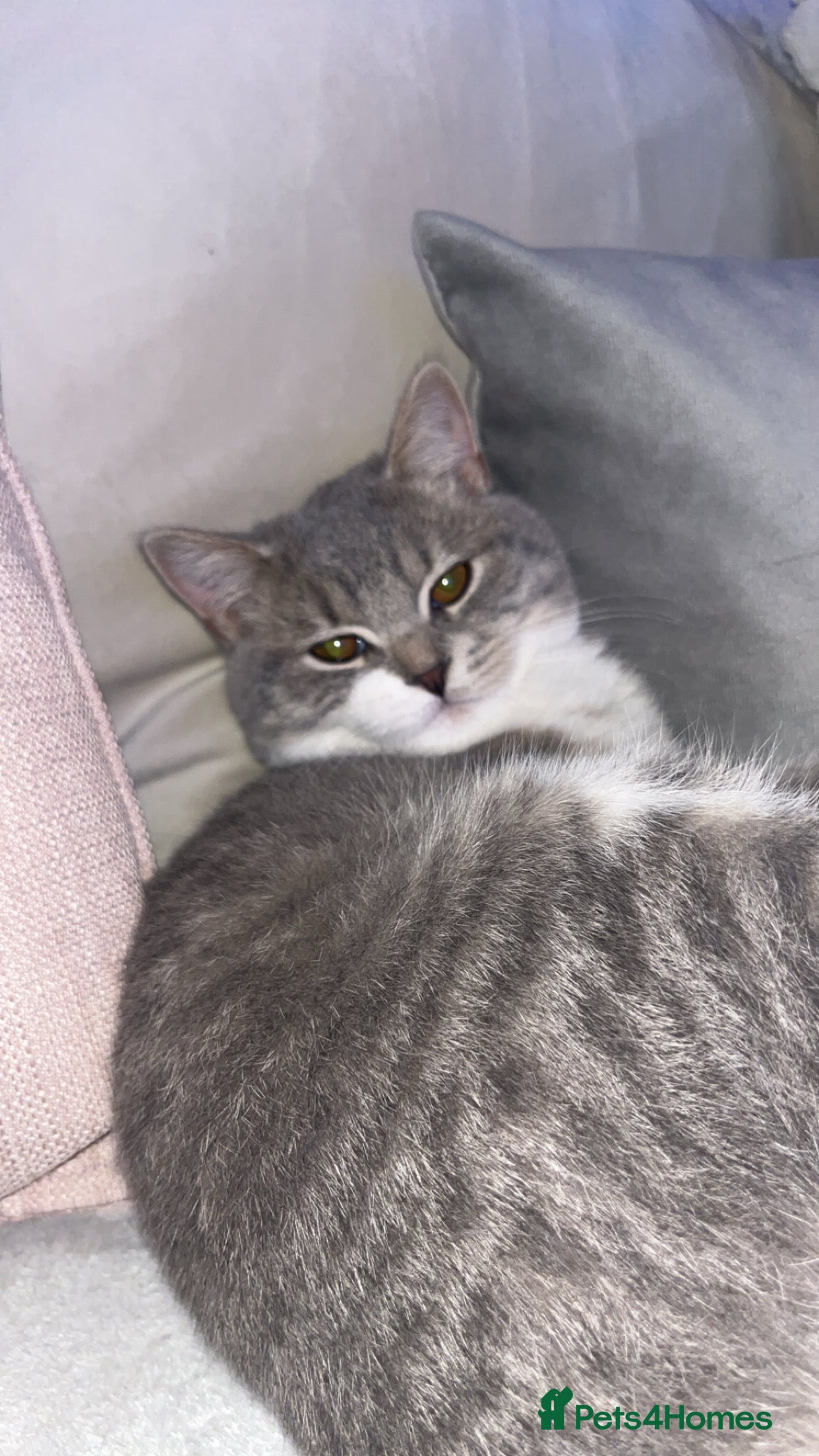 Scottish Fold cats My beautiful Scottish fold - Advert 5