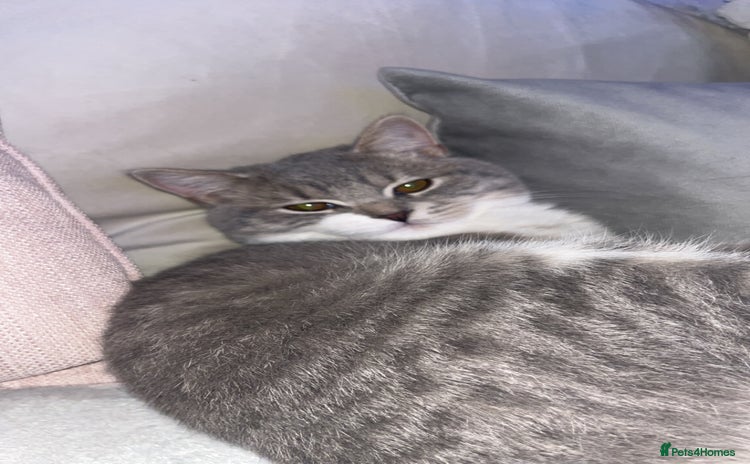 Scottish Fold cats - Advert 1