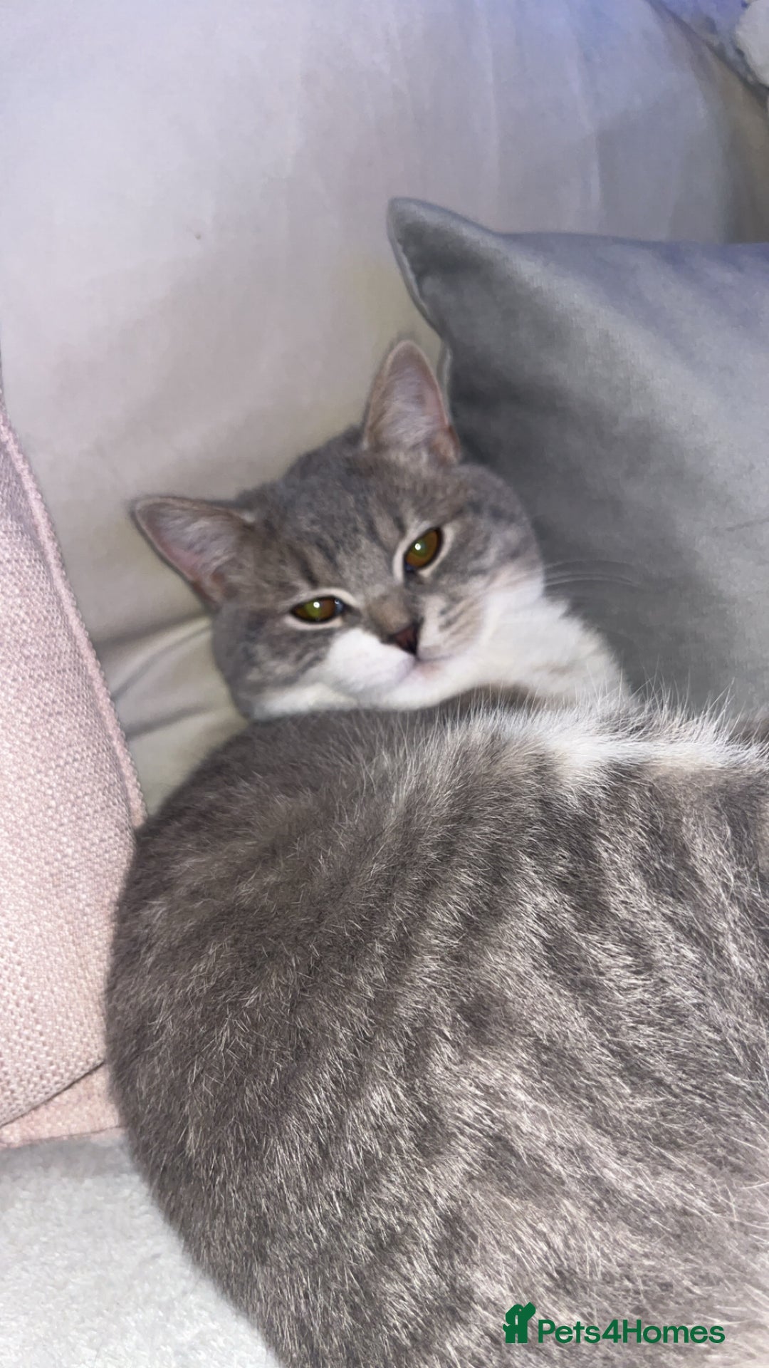 Scottish Fold cats for sale: My beautiful Scottish fold - Image 1