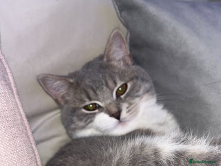 Scottish Fold cats - Advert 1