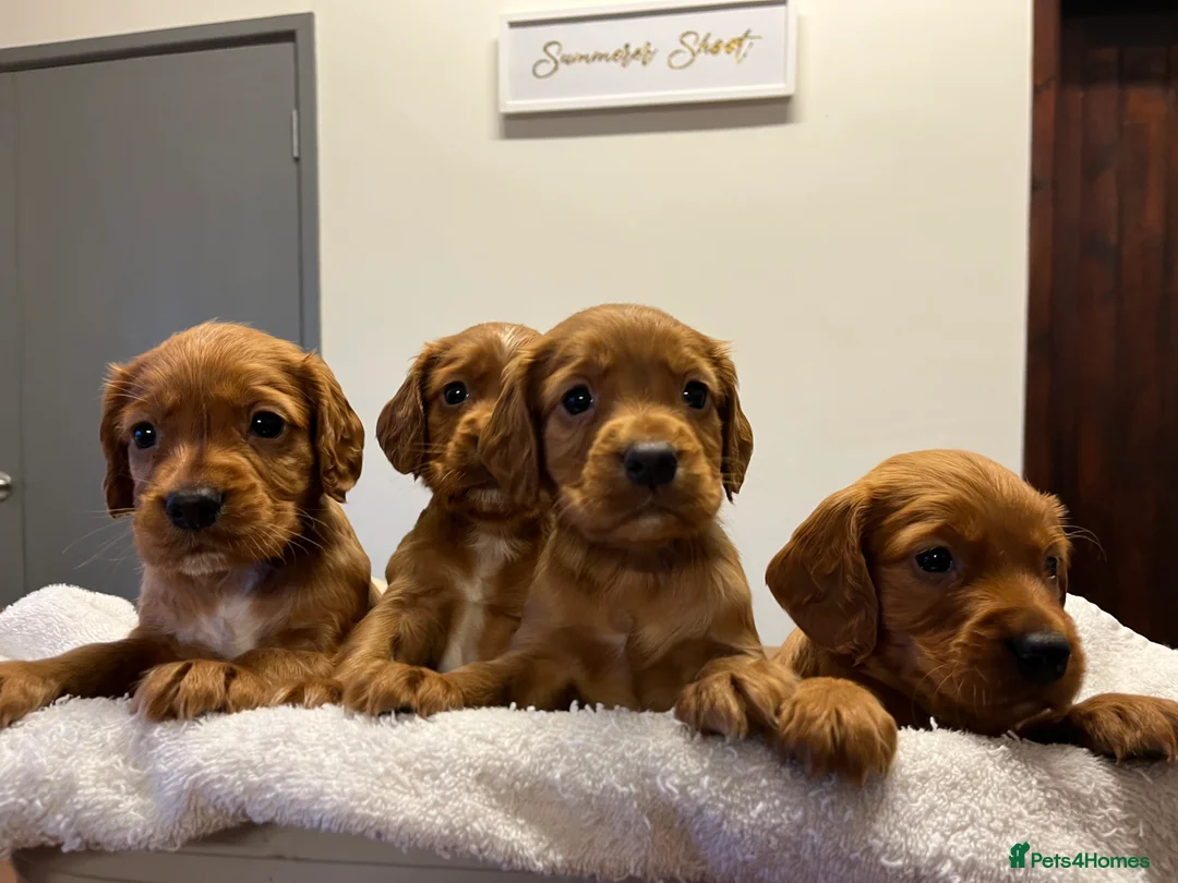 Cocker Spaniel dogs for sale: Kc Fox red, working cocker spaniels pups - Advert 16
