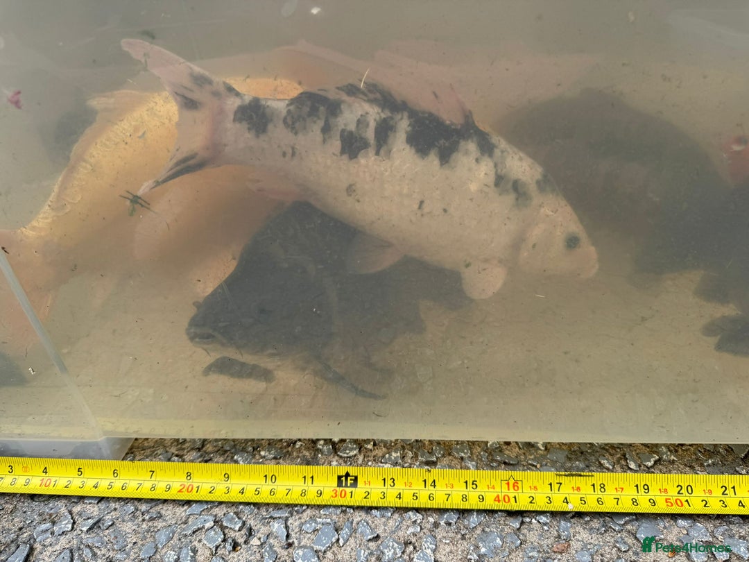 Koi Carp fish for sale: Koi for Sale - Image 20
