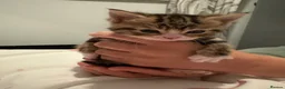 American Wirehair cats for sale: Cuties  in Mitcham - Advert 2