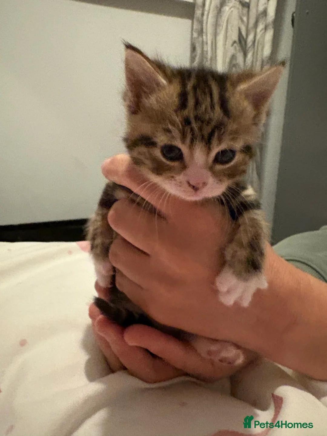 American Wirehair cats for sale: Cuties  in Mitcham - Advert 2
