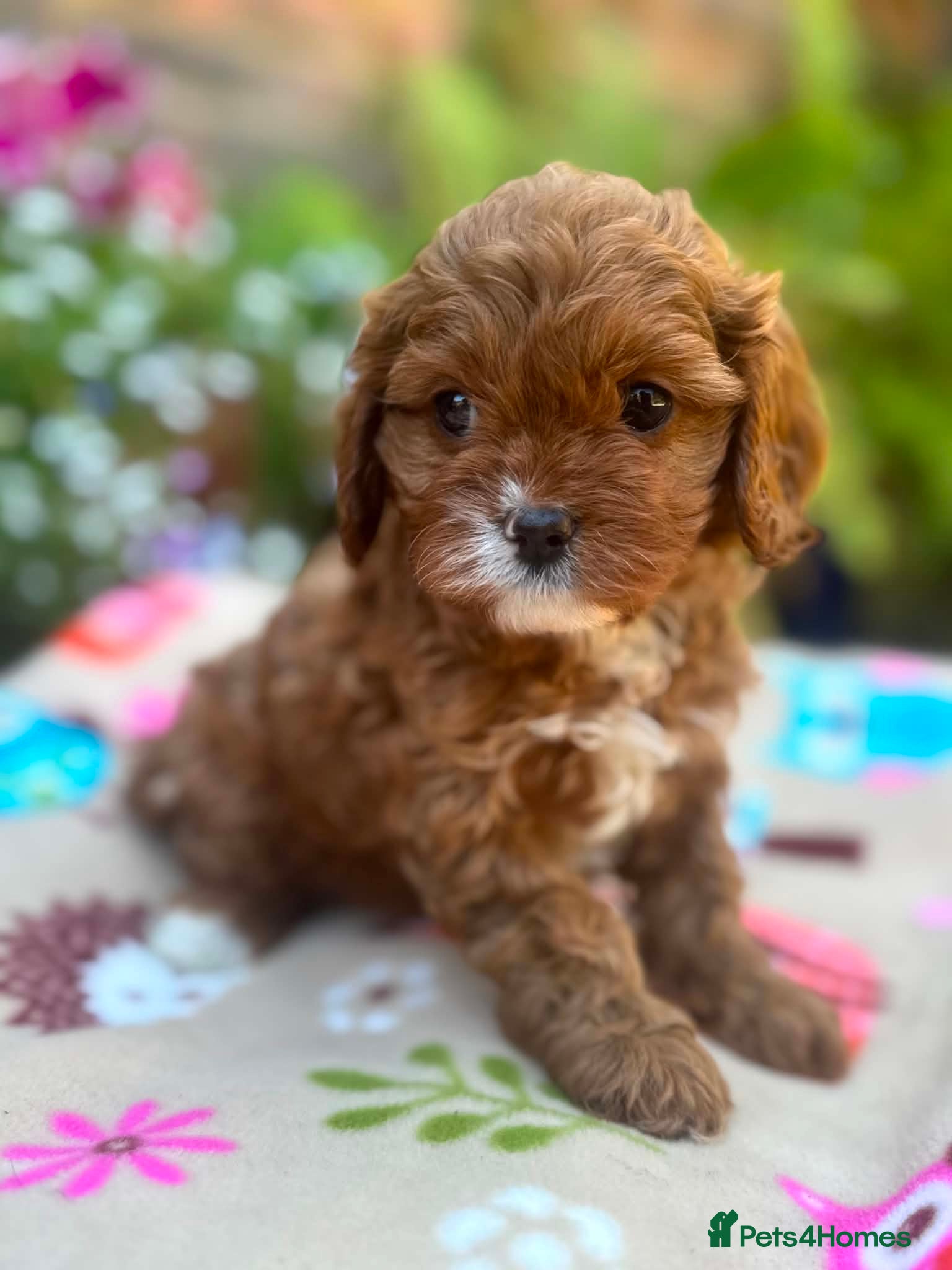 Cavapoo dogs Quality true mini Cavapoo pups DNA tested parents. - Advert 2