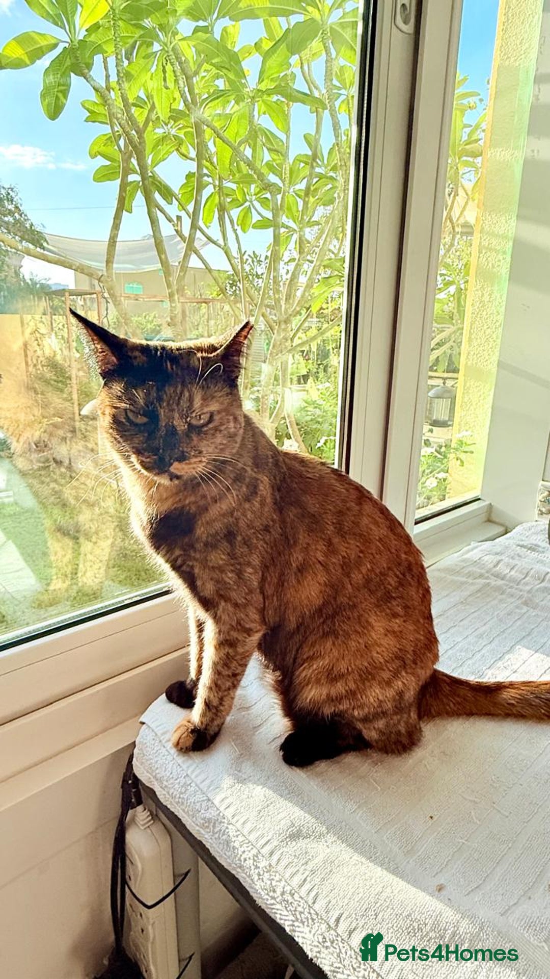 Mixed Breed cats for adoption: LOTTI - TORTOISHELL GIRL VERY AFFECTIONATE SPAYED - Advert 9