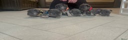 French Bulldog dogs for sale: Cutest frenchies pups  - Advert 8