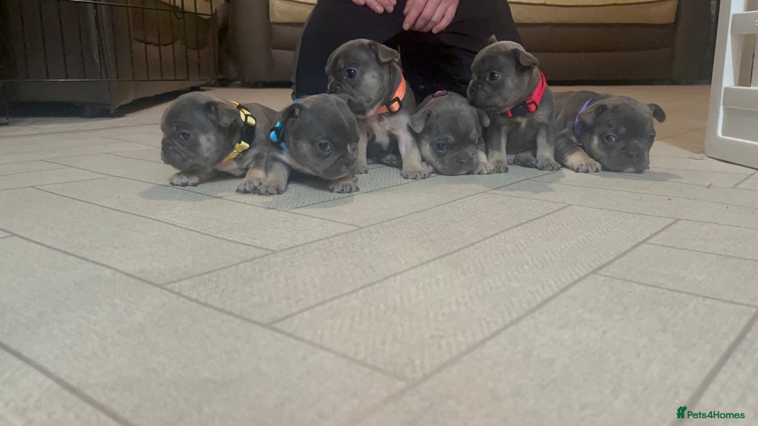French Bulldog dogs for sale: Cutest frenchies pups  - Advert 8