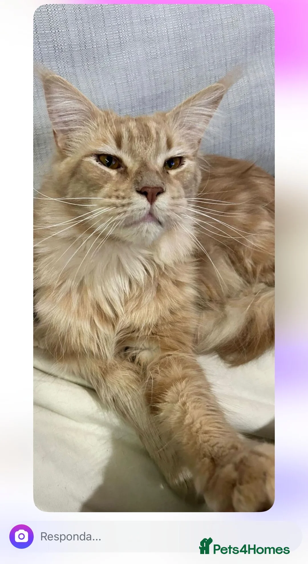 Mixed Breed cats for sale: Half Maine Coon half Russian Blue  in London - Advert 2