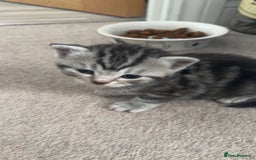 Mixed Breed cats for sale: British shorthair X British shorthair x Tabby - Image 29