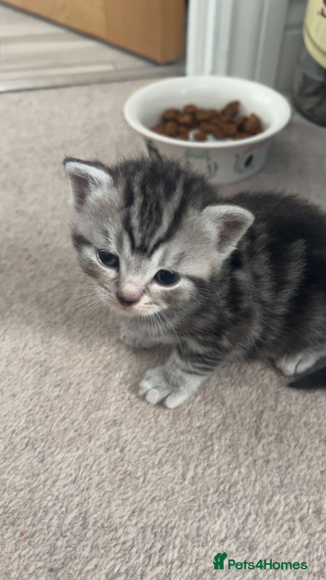 Mixed Breed cats for sale: British shorthair X British shorthair x Tabby - Image 29