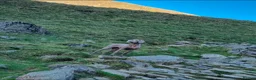 Weimaraner dogs for sale: Litter of KC registered working weimaraner puppies - Advert 7