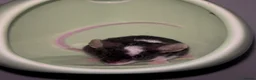 Mouse rodents for sale: Female mice ready to leave in Rochester - Advert 6