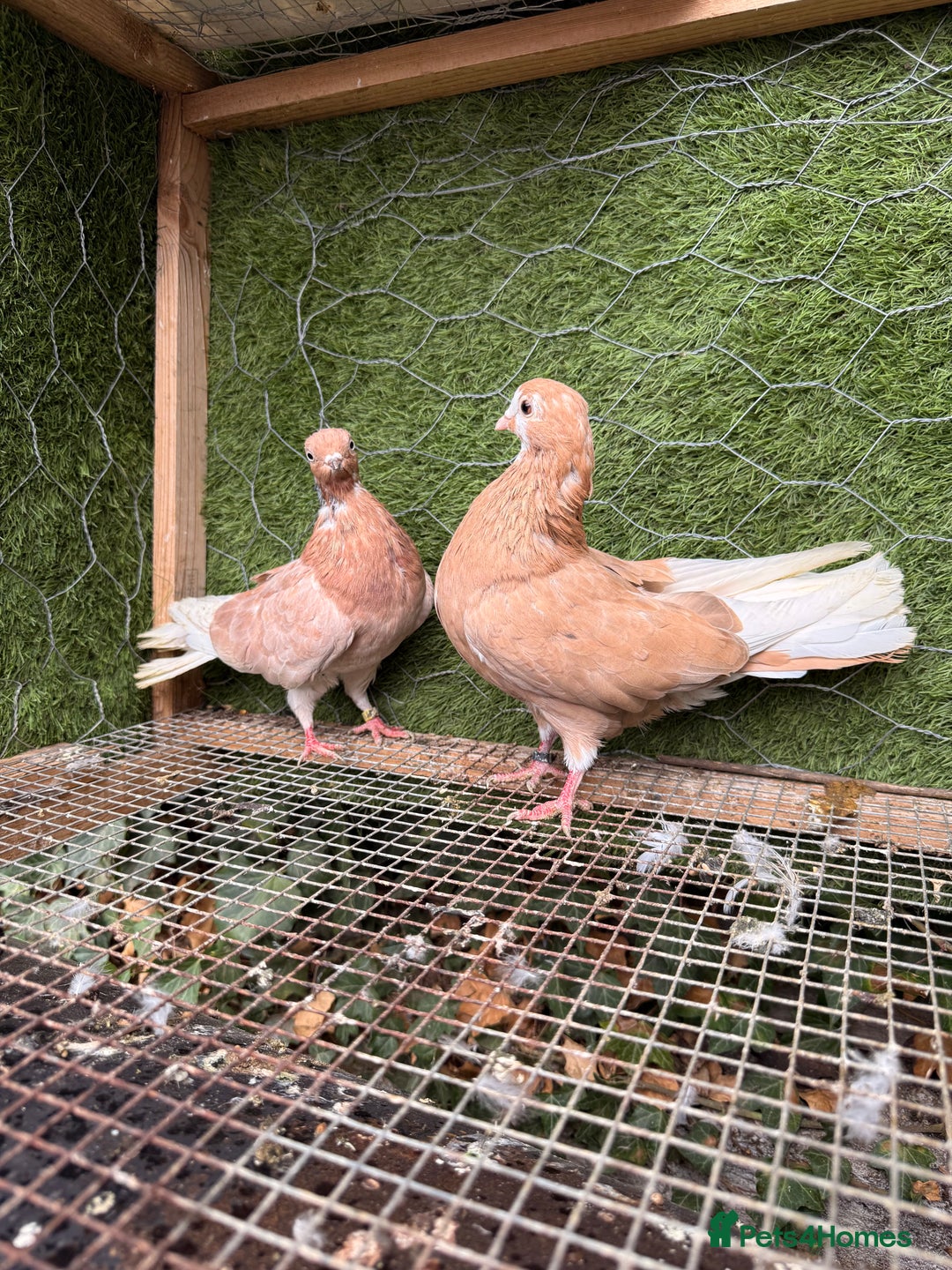 Pigeons birds for sale: Pigeons for sale - Image 40