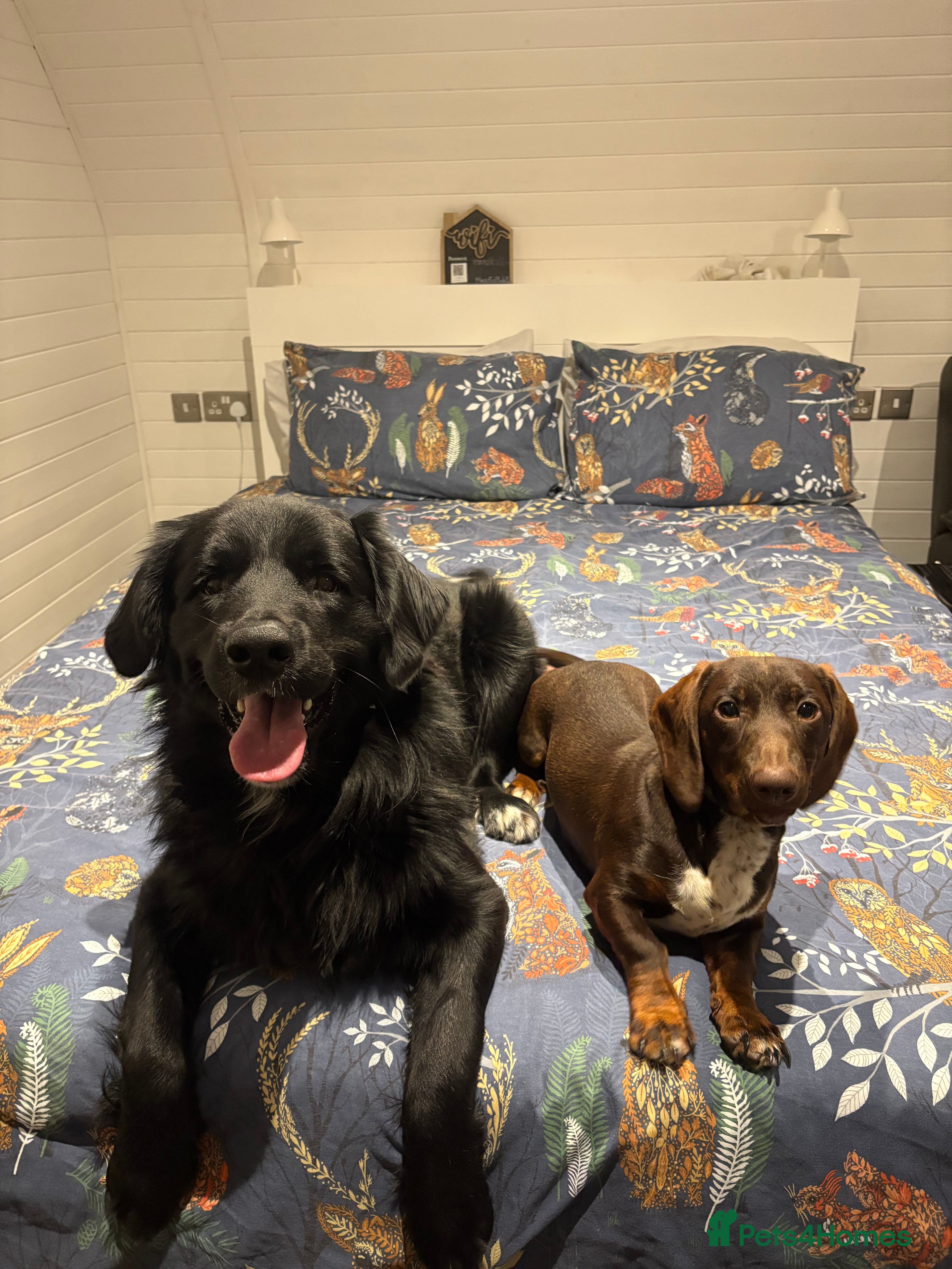 Dachshund dogs Chocolate dachshund for sale - Advert 4