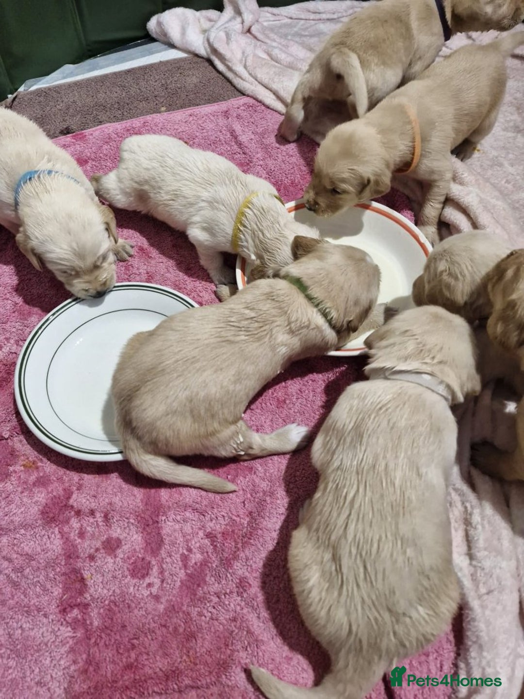 Golden Retriever dogs for sale: Gorgeous Golden Retriever Puppies - Image 1