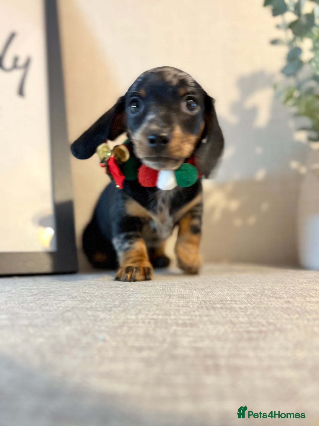 Miniature Dachshund dogs for sale: Miniature Dachshunds dapple. KC reg 4th Jan - Advert 11