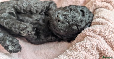 Cockapoo dogs - Advert 8