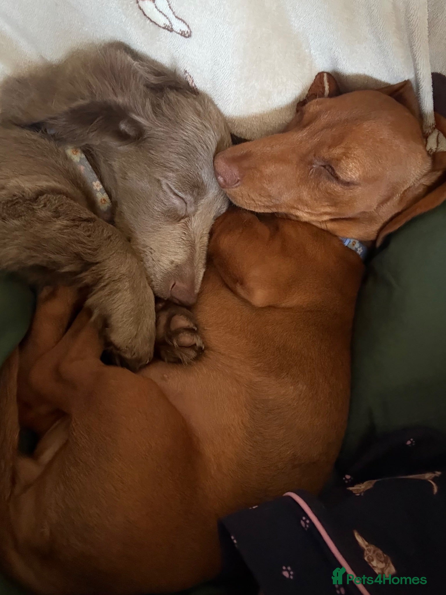Dachshund dogs Beautiful Red ‘Vera’  - Advert 1
