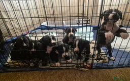 Mixed Breed dogs for sale: Litter of 7 beautiful puppies - Image 1