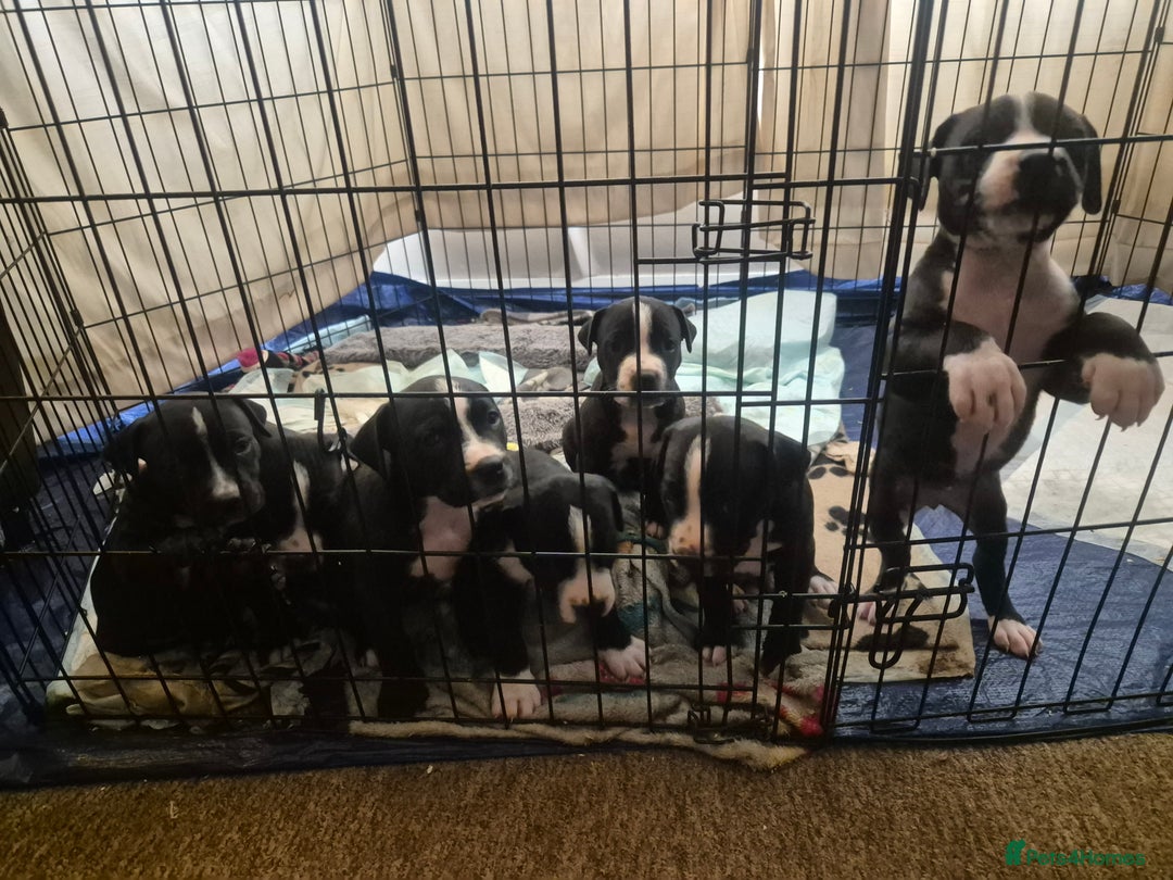 Mixed Breed dogs for sale: Litter of 7 beautiful puppies - Image 1