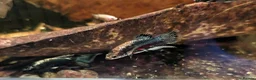Bettas fish for sale: Bettas (Rare) - Advert 5