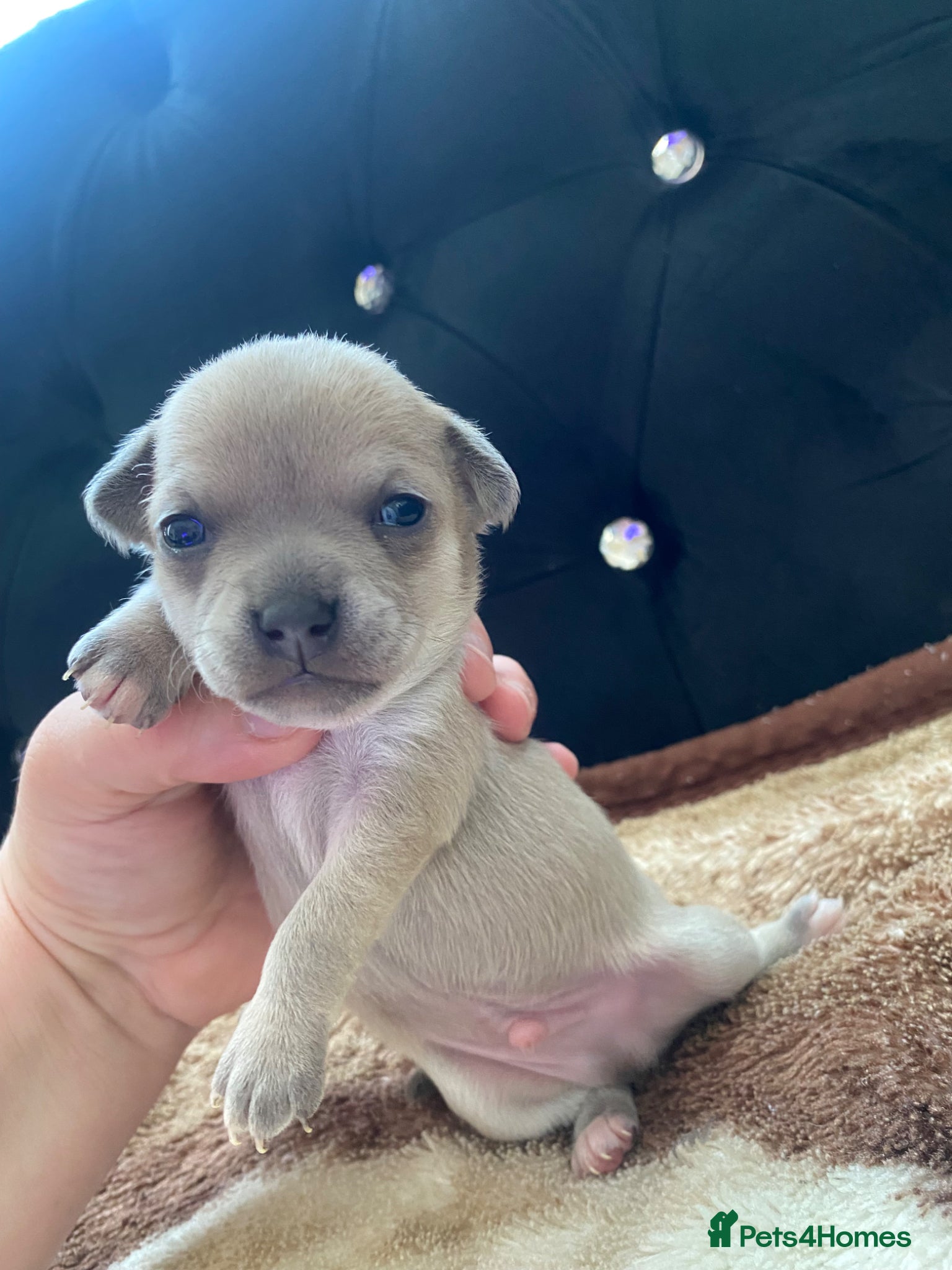 Chihuahua dogs Chihuahua puppies 3 💙Ánd 2🩷! - Advert 9