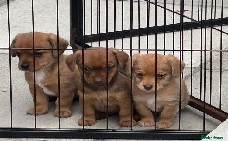 Mixed Breed dogs - Advert 2