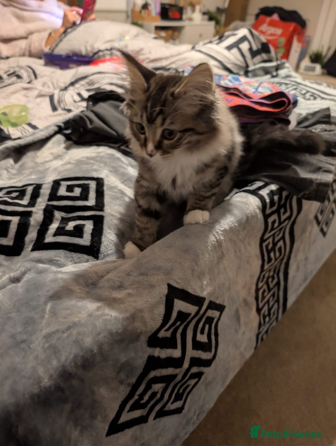 British Shorthair cats for sale: Beautiful British shorthair mix kittens available. - Advert 1