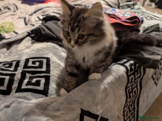 British Shorthair cats Beautiful British shorthair mix kittens available. - Advert 1