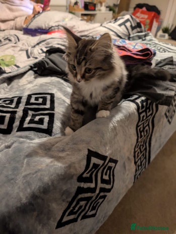 British Shorthair cats Beautiful British shorthair mix kittens available. - Advert 1