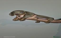 Miniature Dachshund dogs for sale: Silver and Tan Miniature Dachshunds  - Image 16