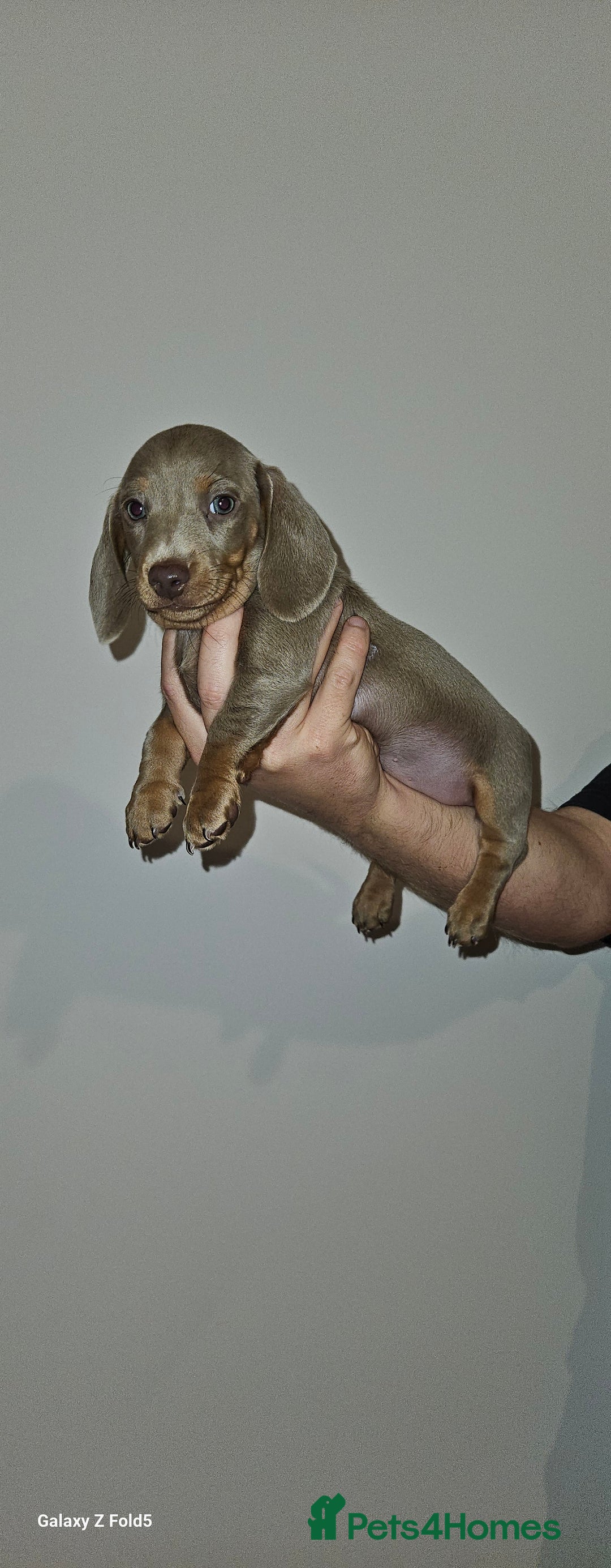 Miniature Dachshund dogs for sale: Silver and Tan Miniature Dachshunds  - Image 16