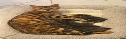 Bengal cats for sale: Beautiful Bengal Girl Kitten. Ready Now – TICA Reg - Advert 26
