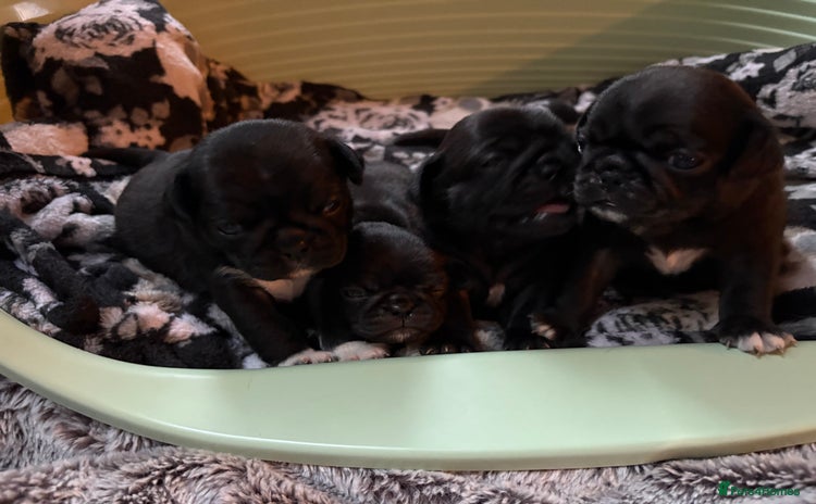 Pug dogs - Advert 1