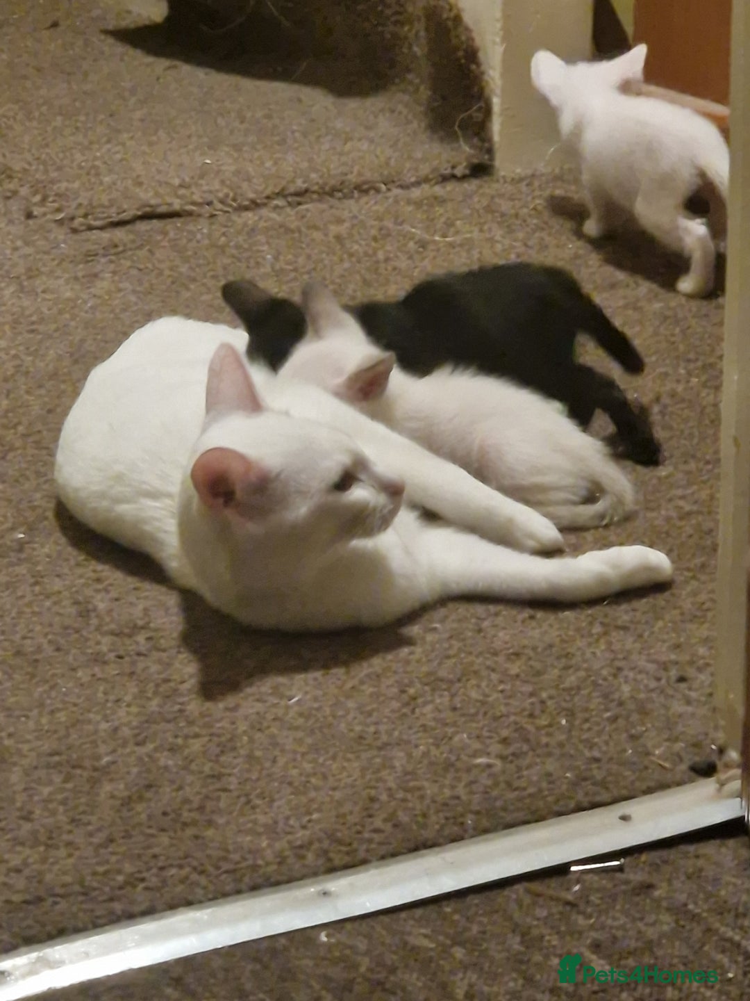 Mixed Breed cats for sale: Kittens  - Image 4