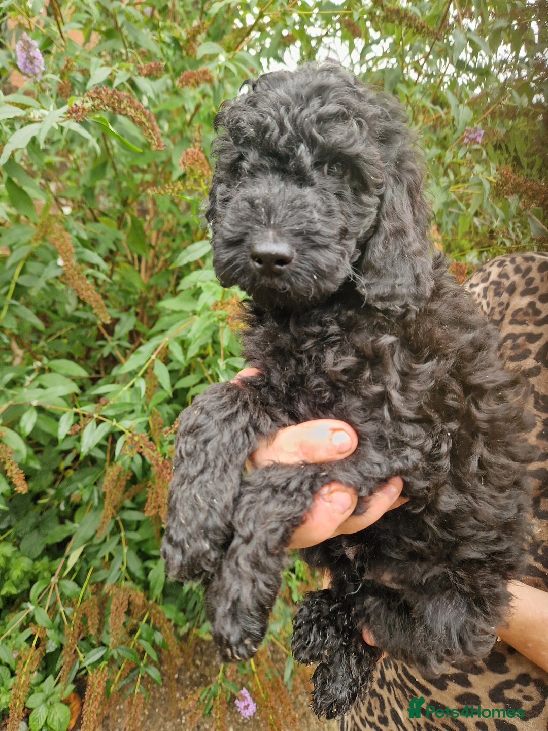 Cockapoo dogs for sale: SIMPLY UNIQUE SHOW TYPE F1b COCKAPOOS - Image 37