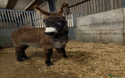 Donkey livestock for sale: Gwen Jenny donkey foal  - Image 2