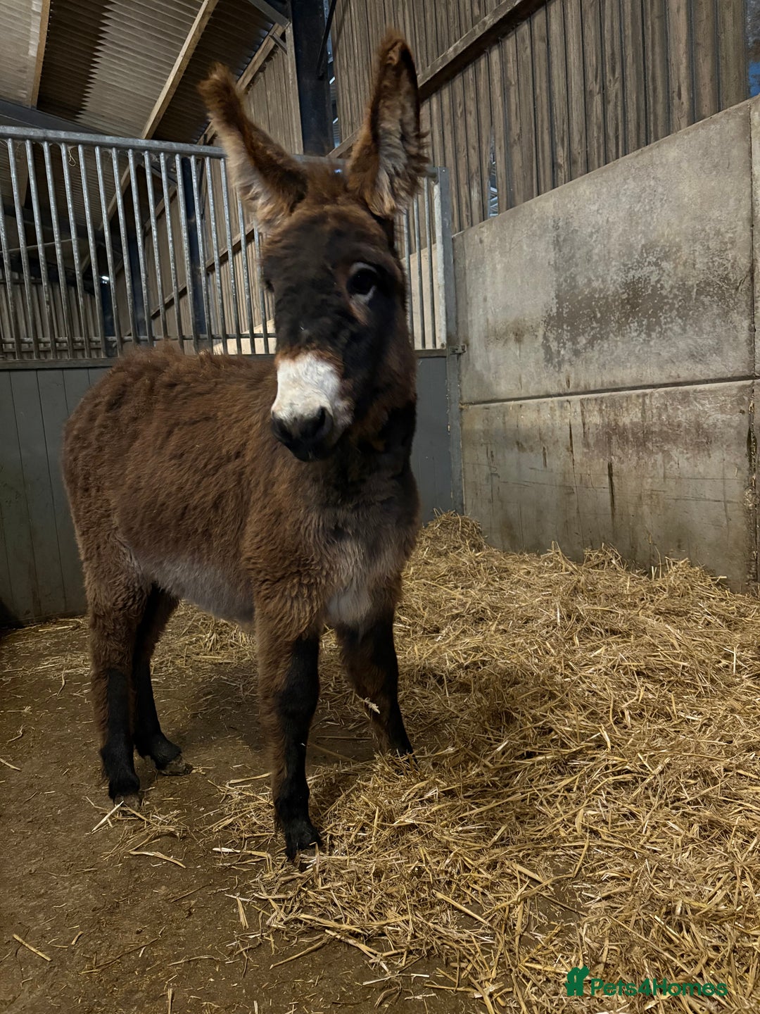 Donkey livestock for sale: Gwen Jenny donkey foal  - Image 2