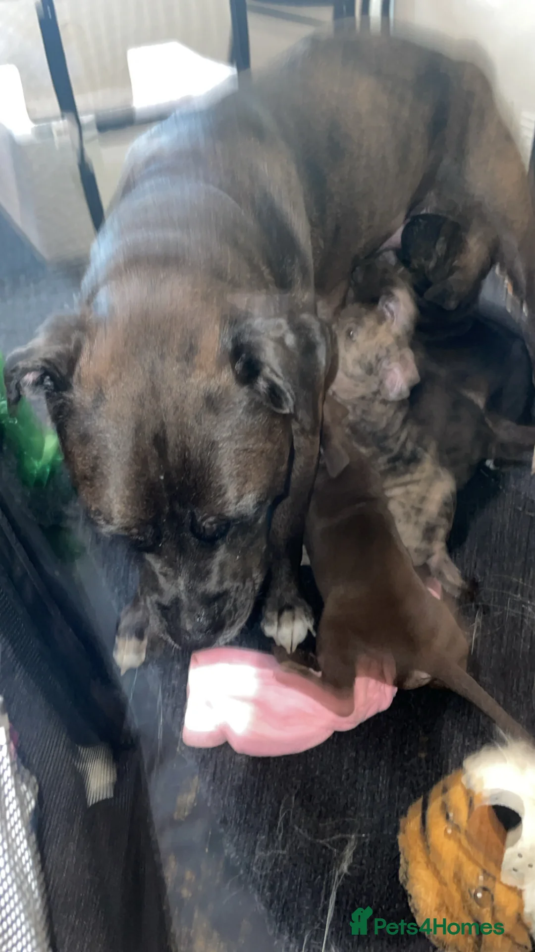 Gallery Image {{count}}