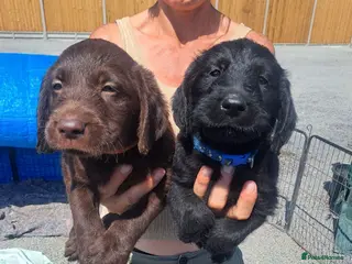 Labradoodle dogs Labradoodle Puppies - Advert 9