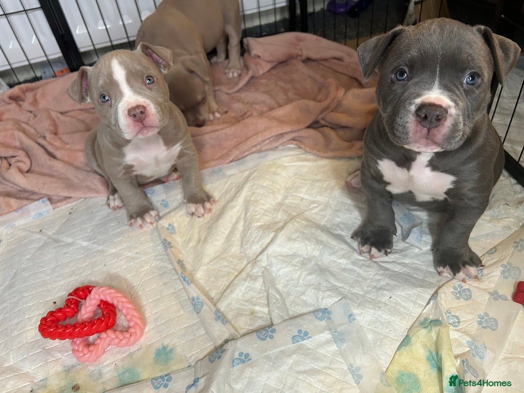 American Bulldog dogs for sale: Pocket bully girl  - Advert 8