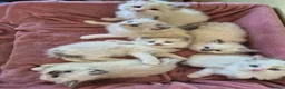 Ragdoll cats for sale: Ragdoll kittens GCCF regsitered - Advert 1